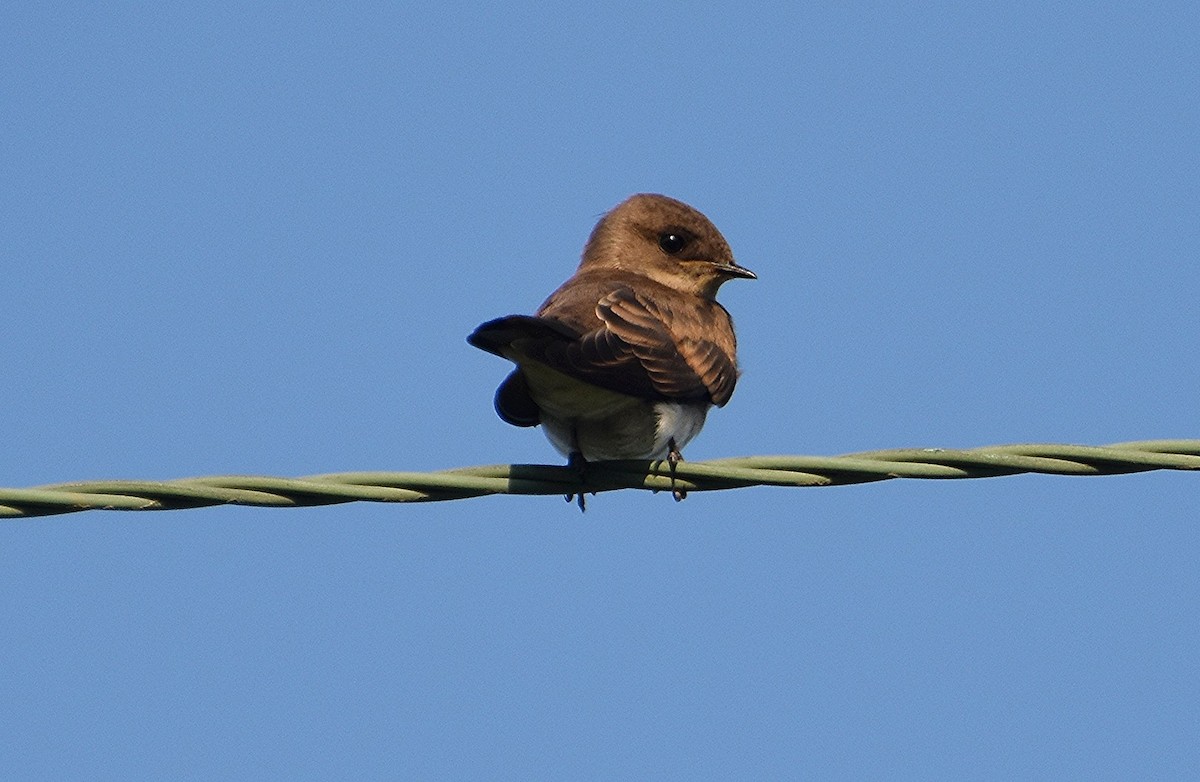 Northern Rough-winged Swallow - ML622050996