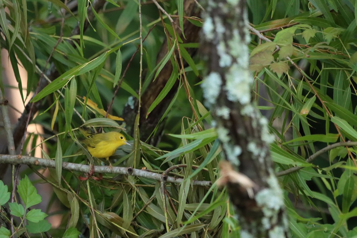 Yellow Warbler - ML622051000