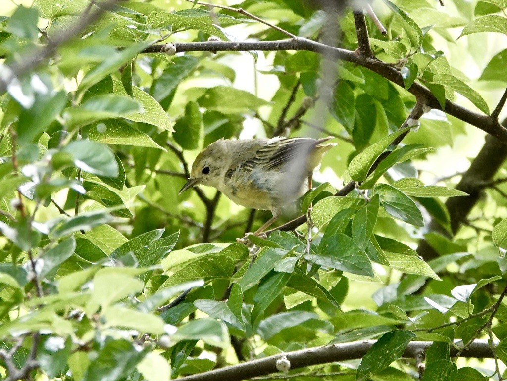 Yellow Warbler (Northern) - ML622051001