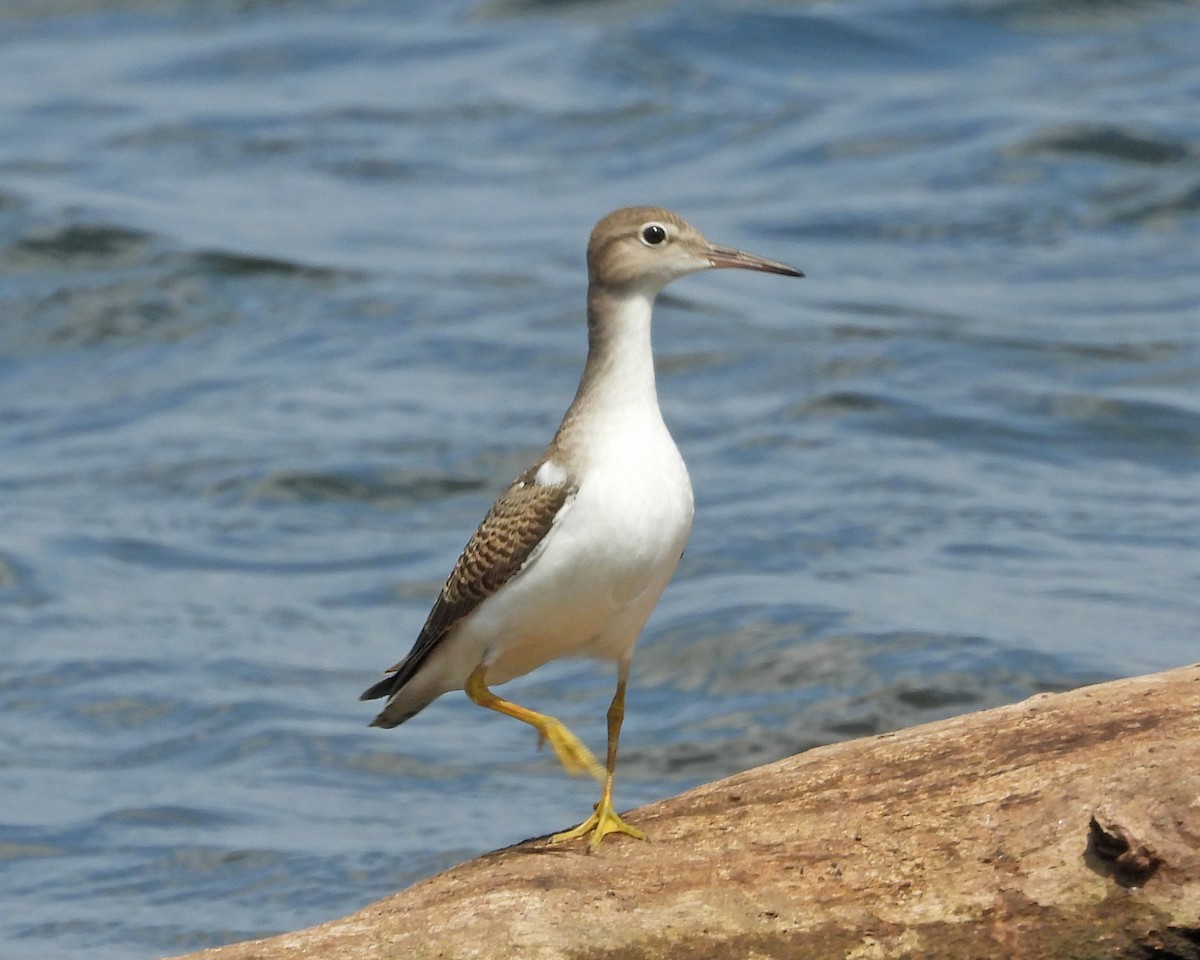 Spotted Sandpiper - ML622051002