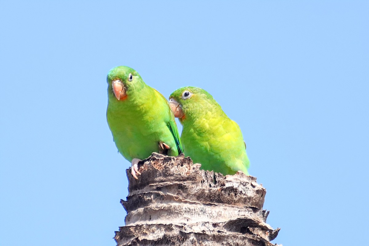 Orange-chinned Parakeet - ML622051004