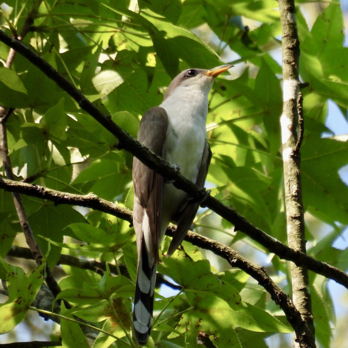 Yellow-billed Cuckoo - ML622051005