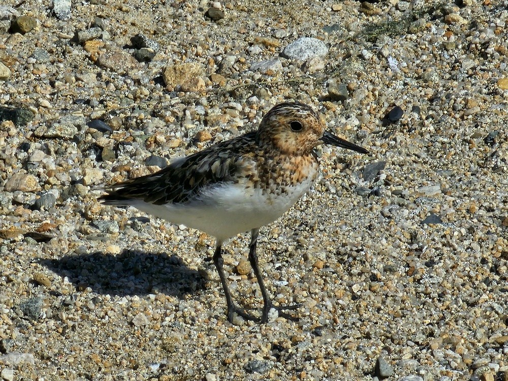 Sanderling - ML622051016