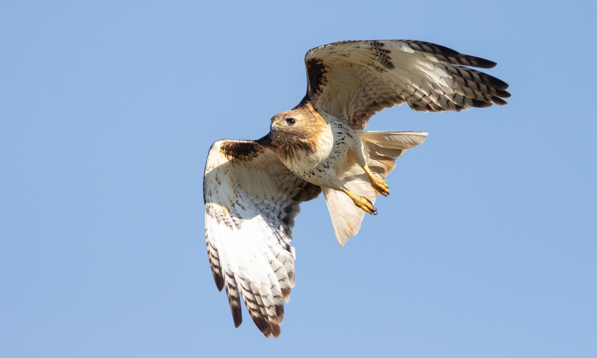 Red-tailed Hawk (borealis) - ML622051021