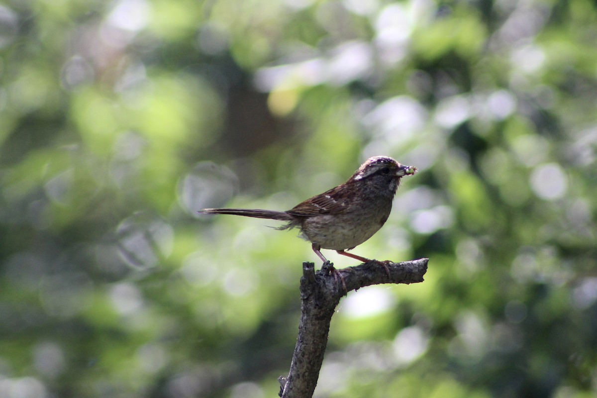 White-throated Sparrow - ML622051024