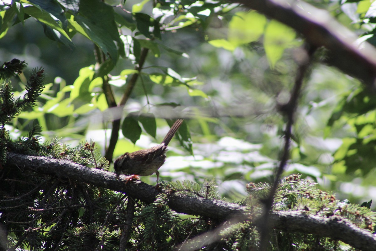 White-throated Sparrow - ML622051025