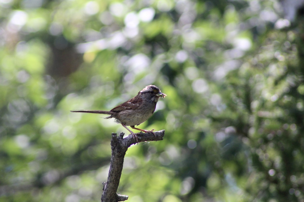 White-throated Sparrow - ML622051028
