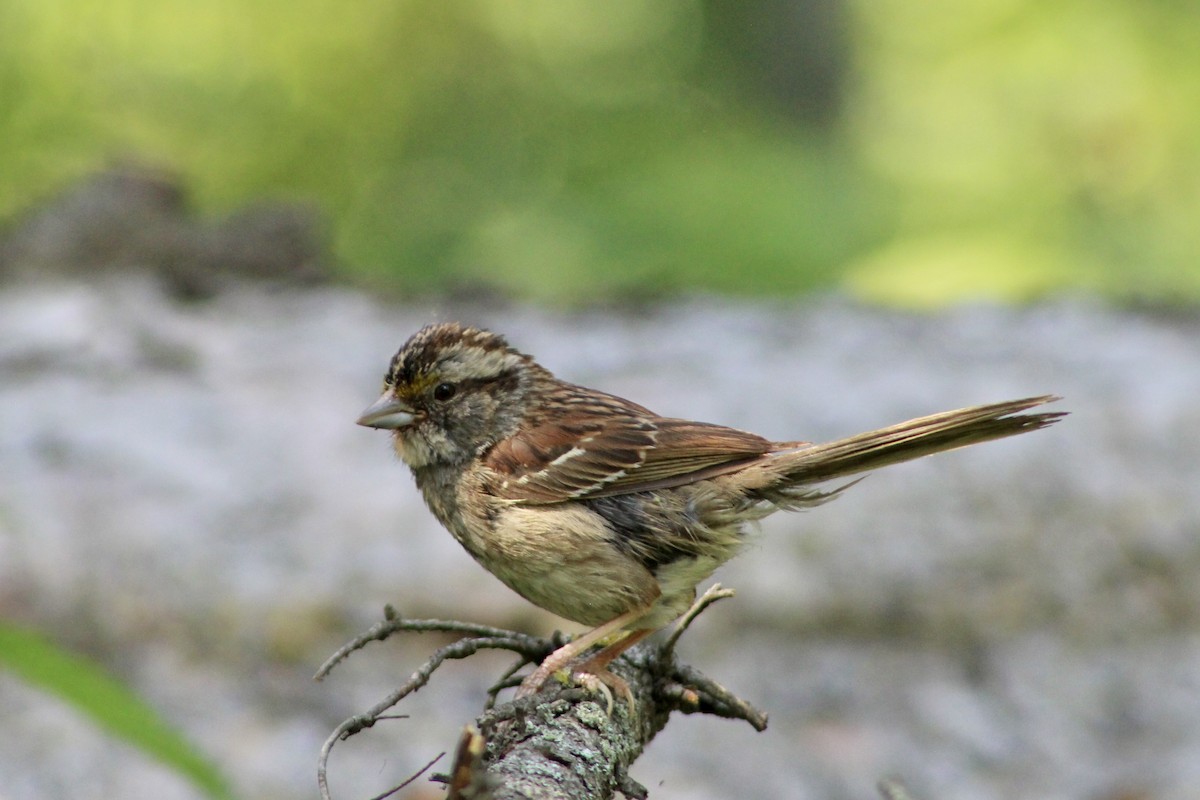White-throated Sparrow - ML622051029
