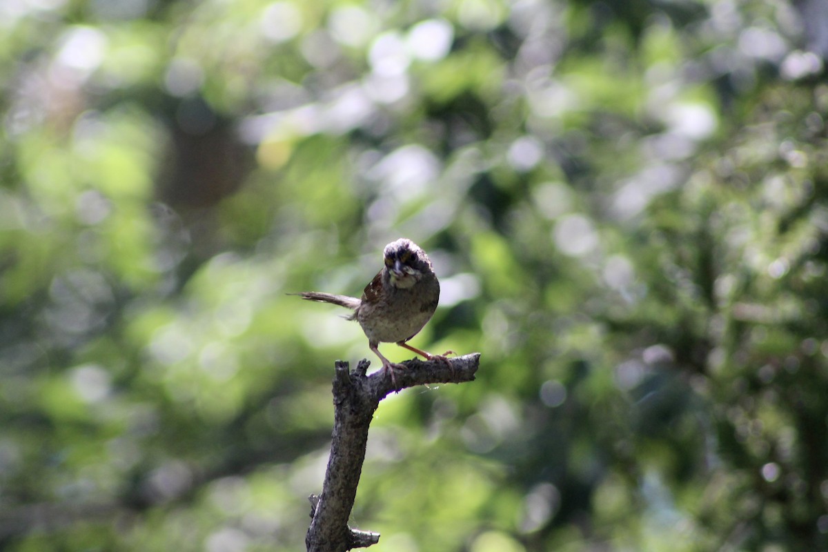 White-throated Sparrow - ML622051030