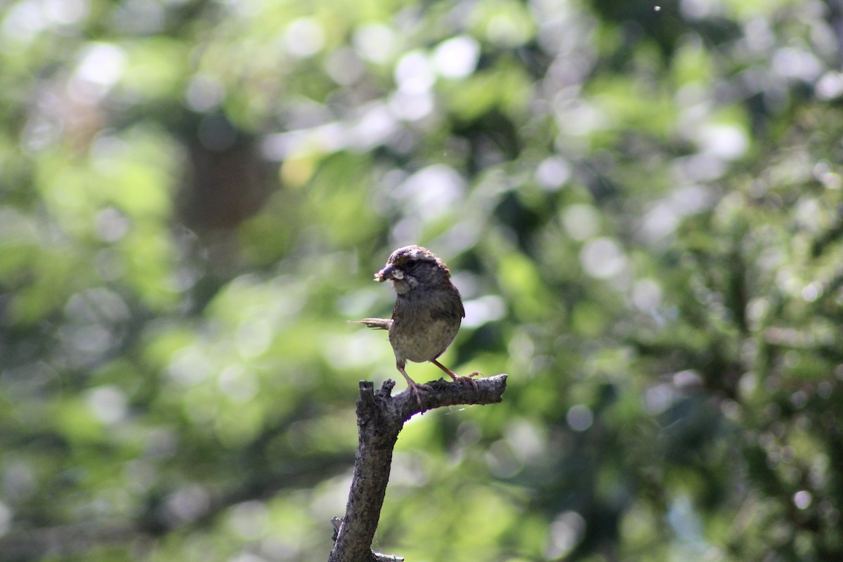 White-throated Sparrow - Anne R.