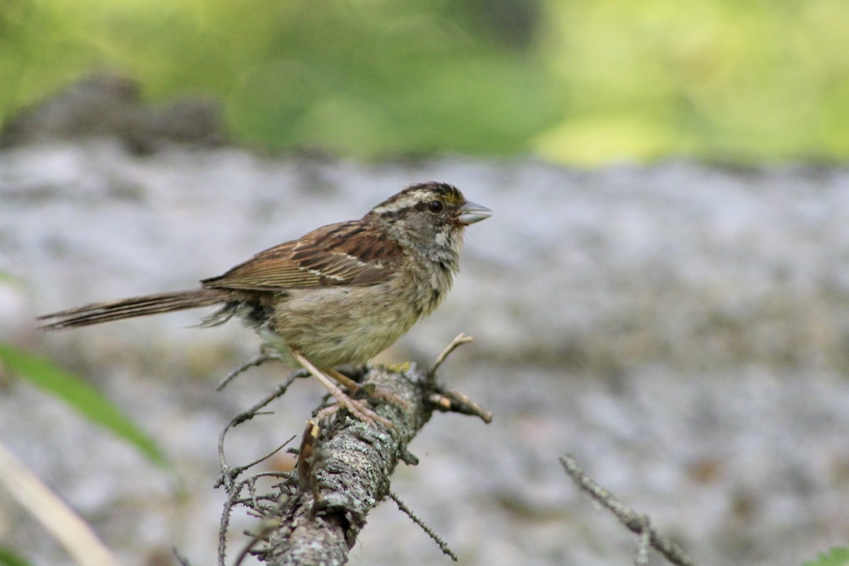 White-throated Sparrow - Anne R.