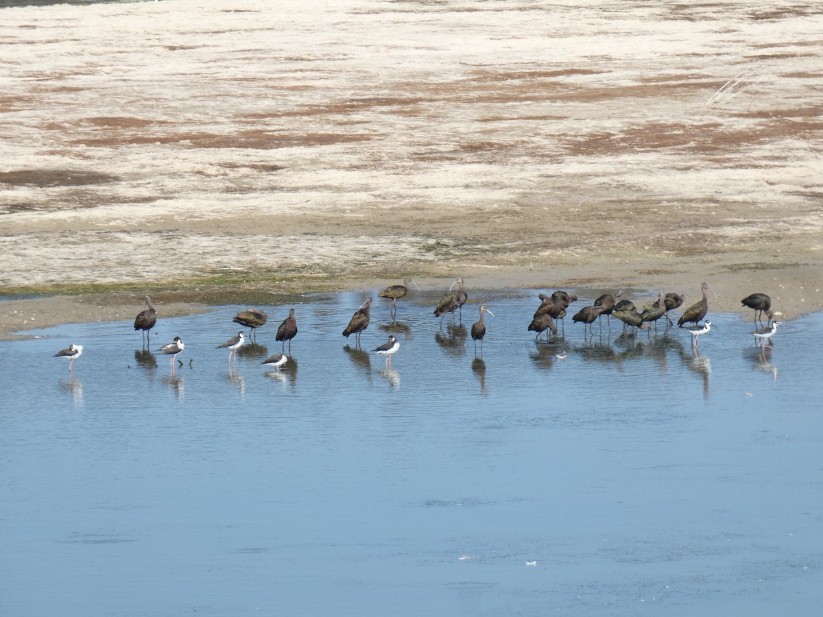 White-faced Ibis - ML622051033