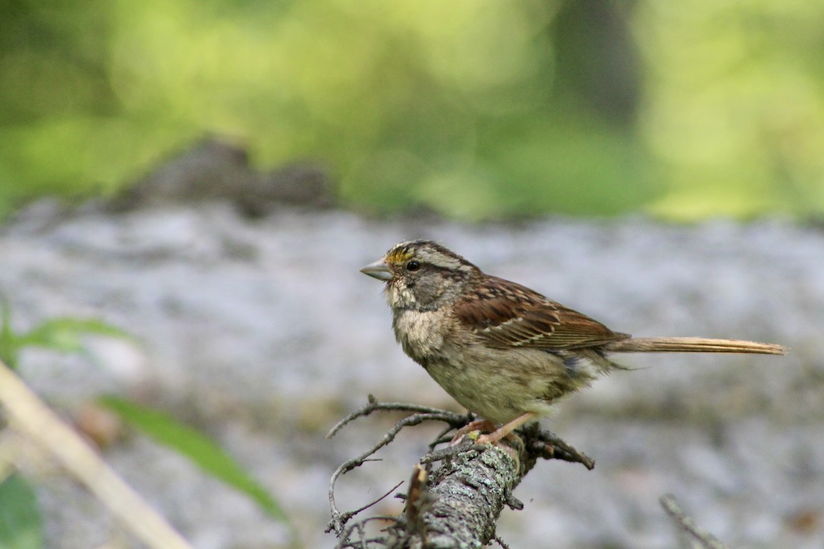 White-throated Sparrow - ML622051034