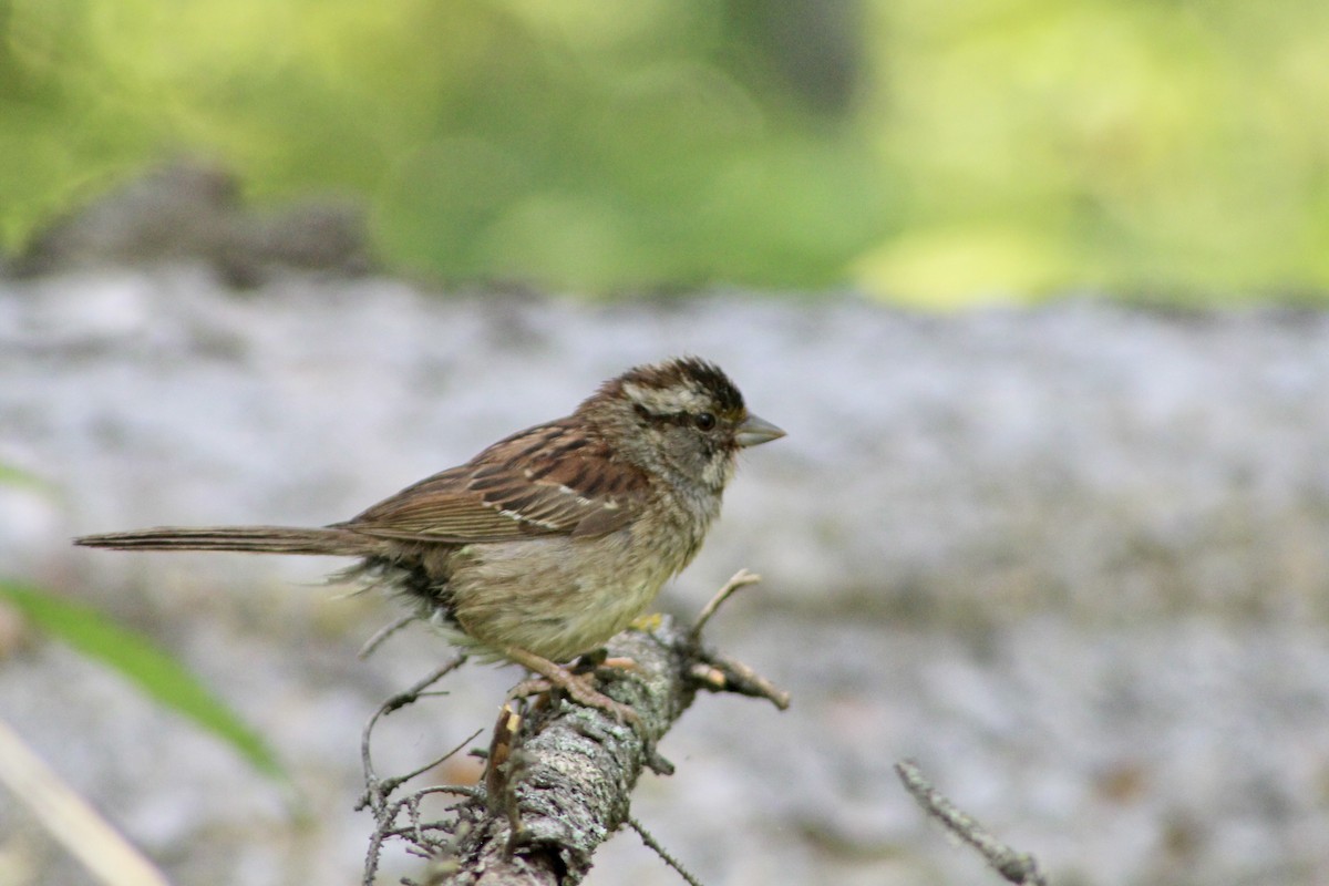 White-throated Sparrow - ML622051035