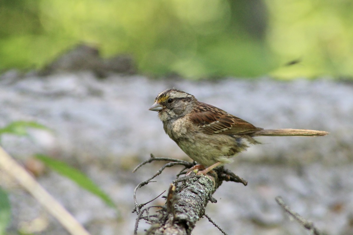 White-throated Sparrow - ML622051036