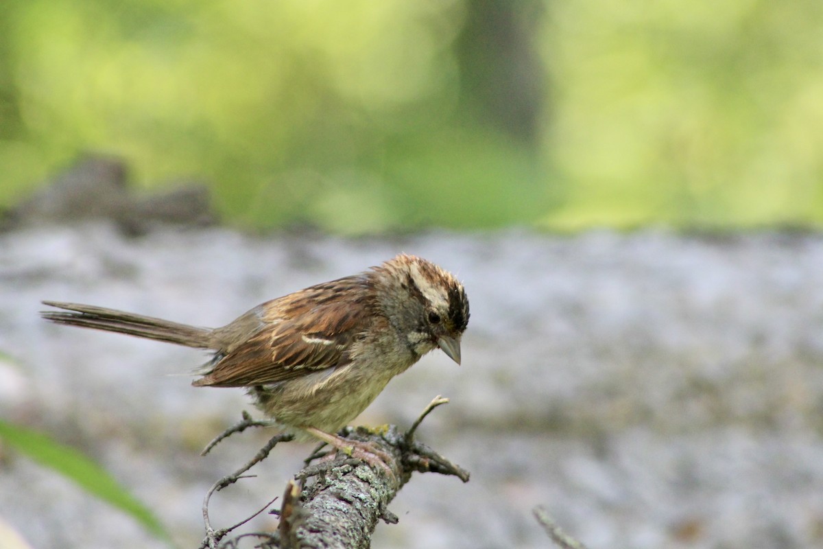 White-throated Sparrow - Anne R.