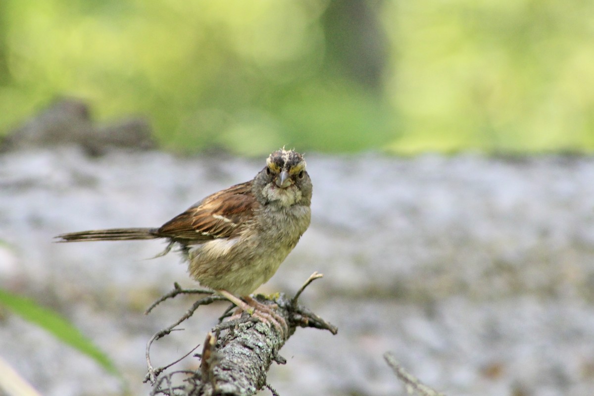 White-throated Sparrow - ML622051038
