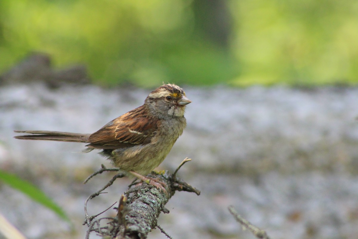 White-throated Sparrow - ML622051039