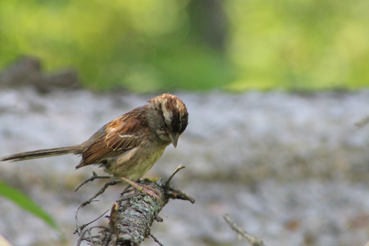 White-throated Sparrow - ML622051040