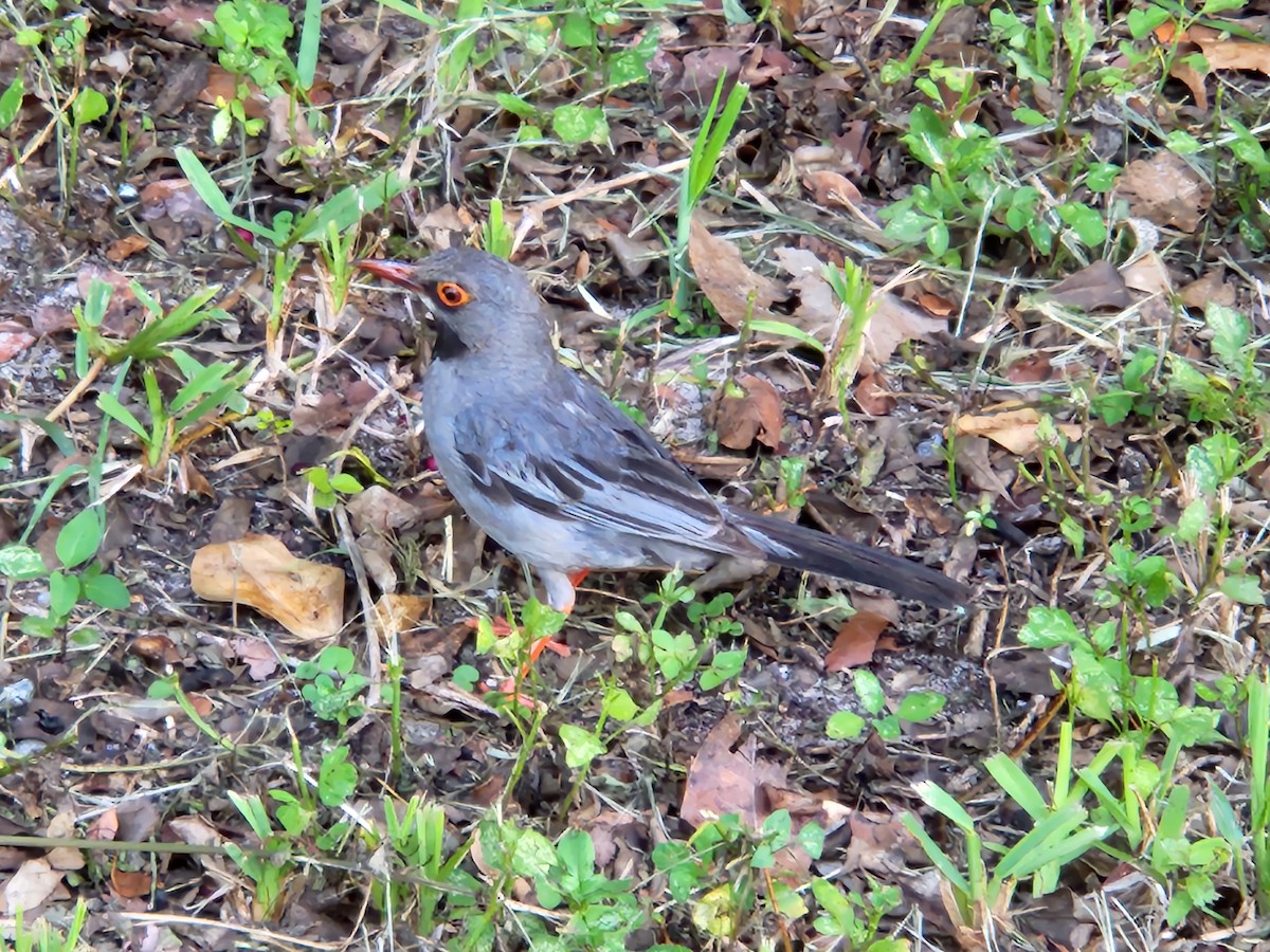 Red-legged Thrush - ML622051041