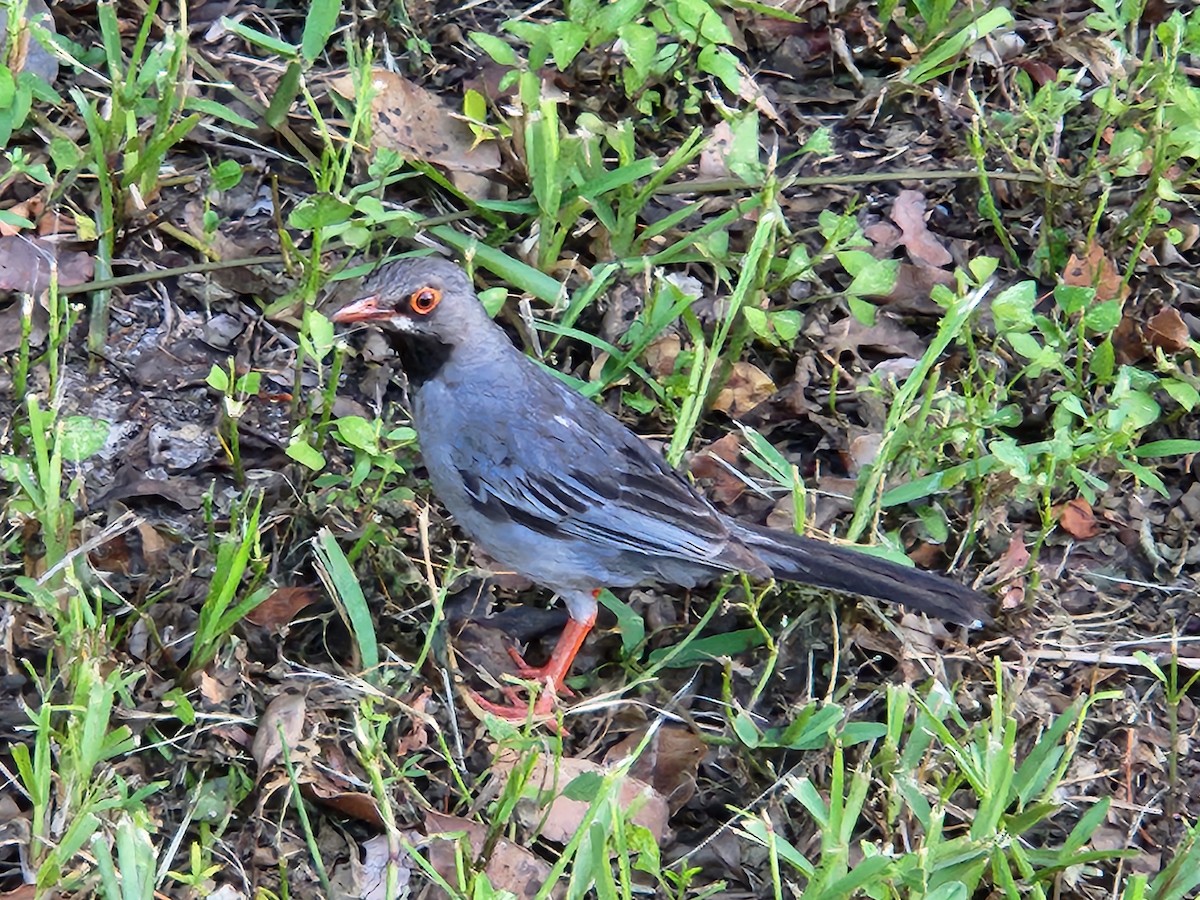 Red-legged Thrush - ML622051042