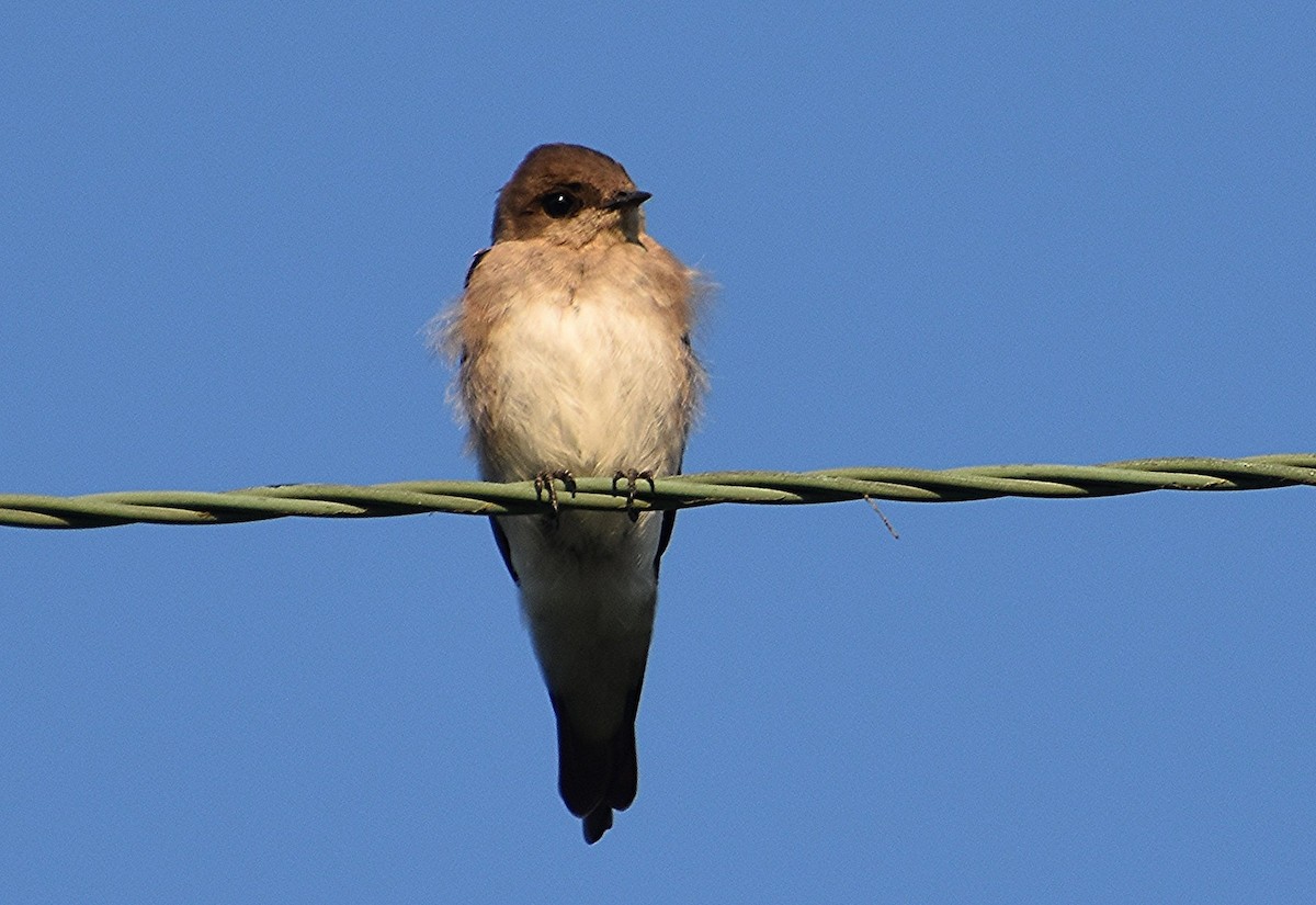 Northern Rough-winged Swallow - ML622051044