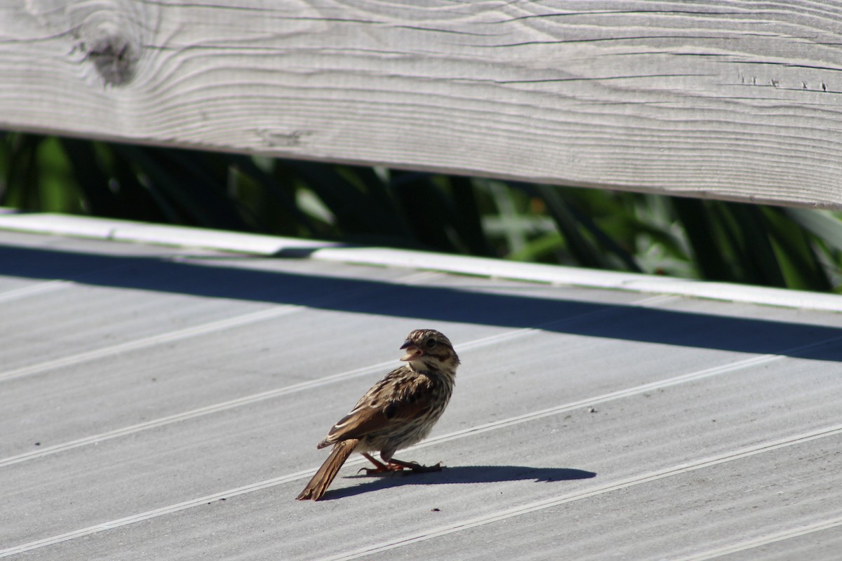 Lincoln's Sparrow - ML622051045