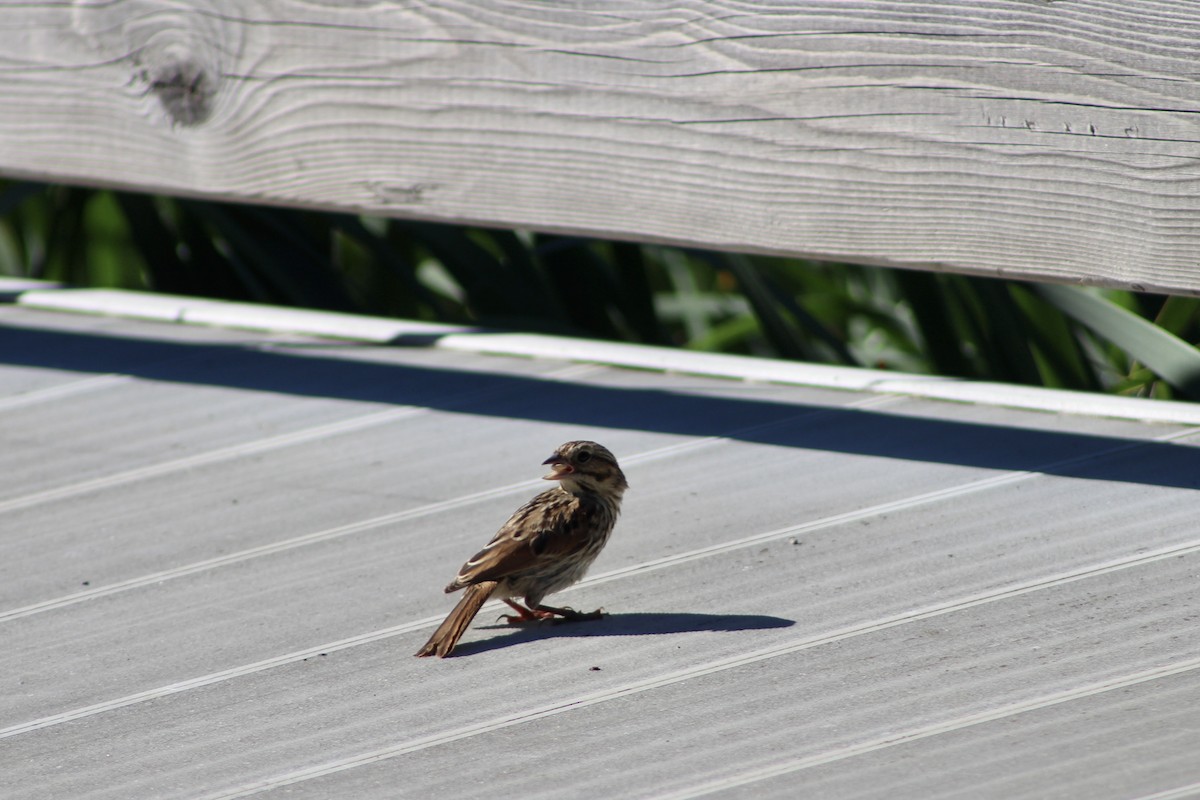 Lincoln's Sparrow - ML622051046