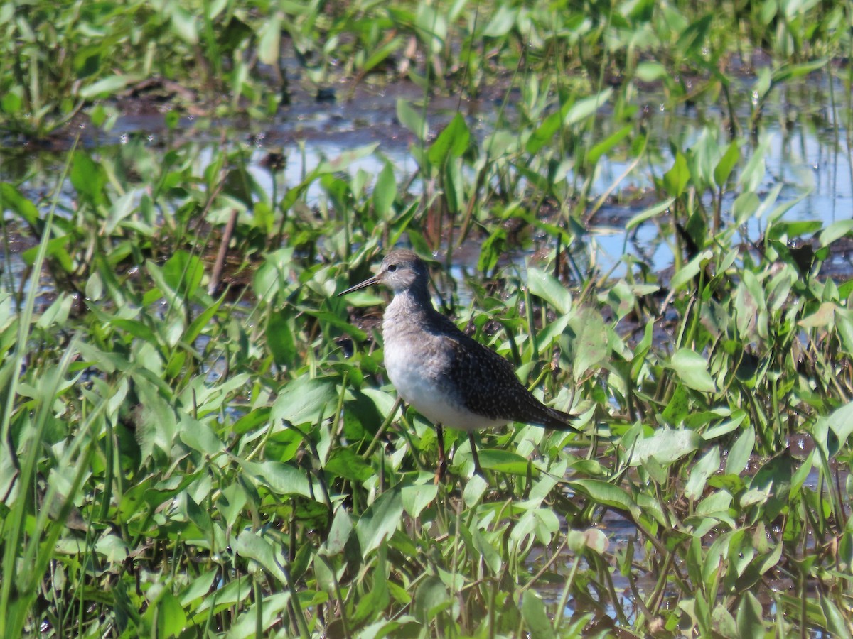 Lesser Yellowlegs - ML622051047