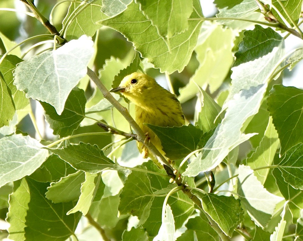 Yellow Warbler (Northern) - ML622051049