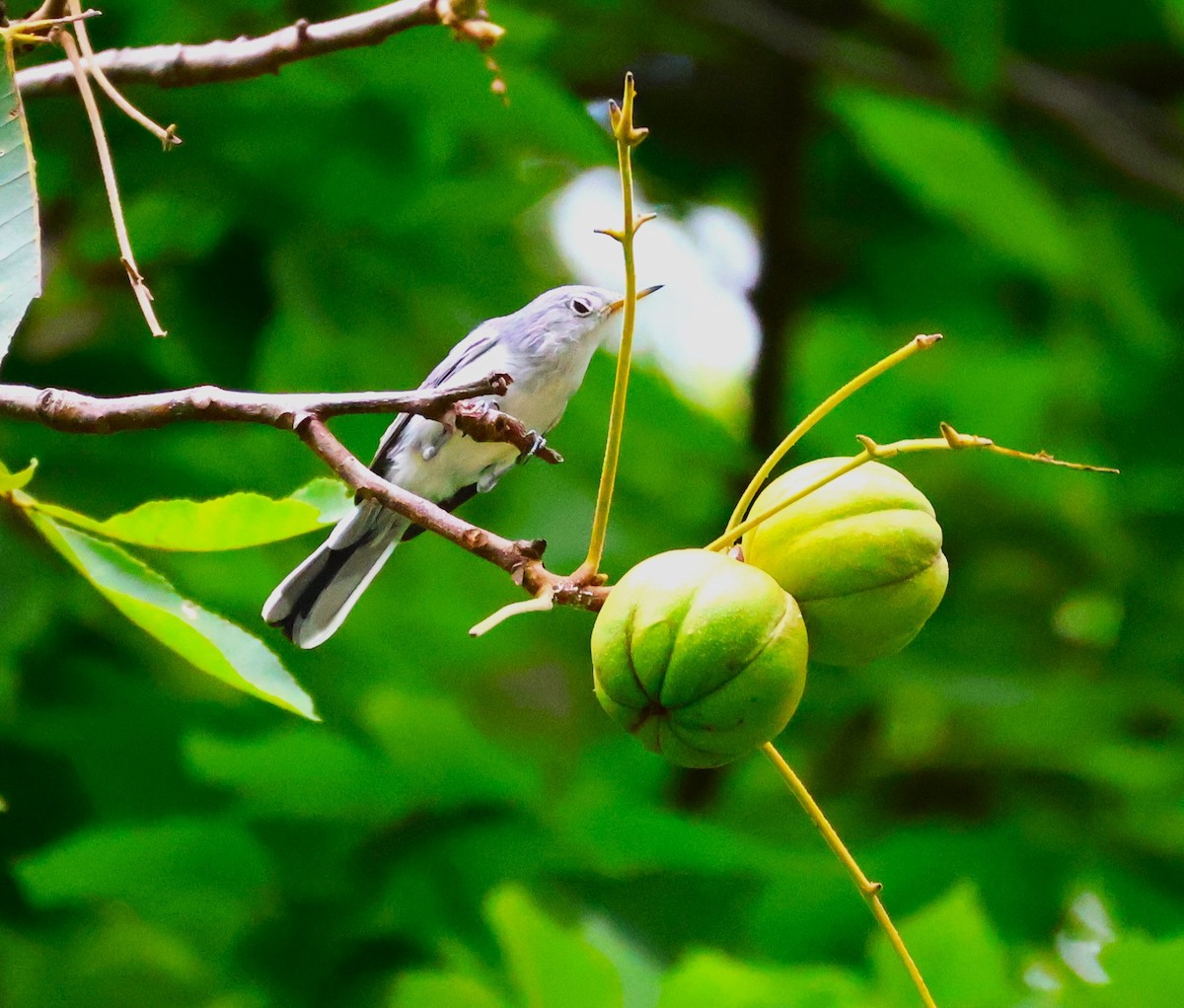 Blue-gray Gnatcatcher - ML622051055