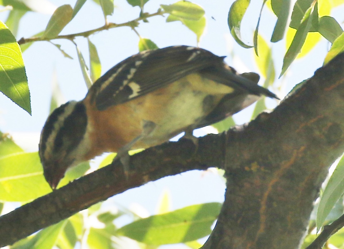 Black-headed Grosbeak - ML622051060