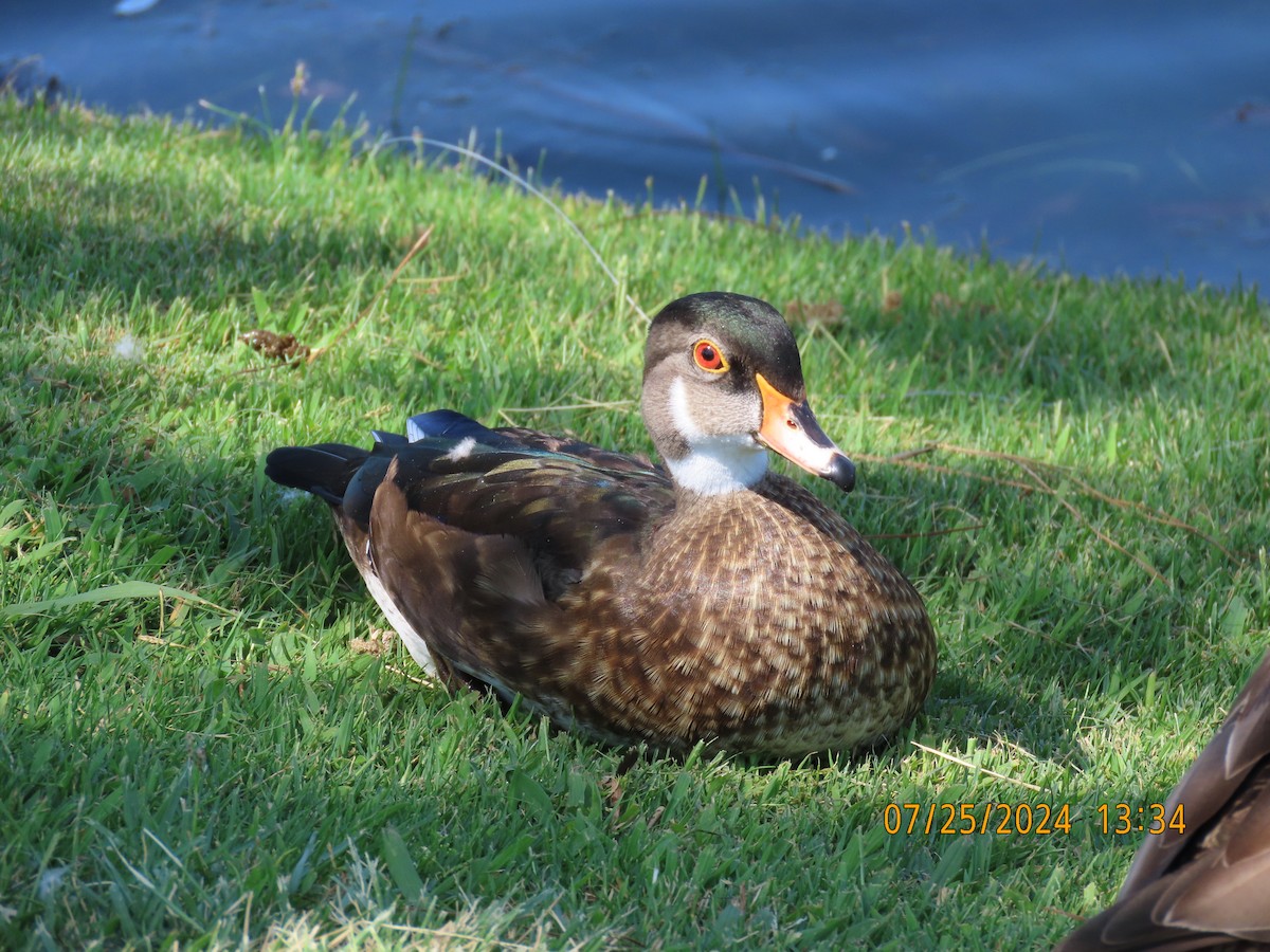 Wood Duck - ML622051061