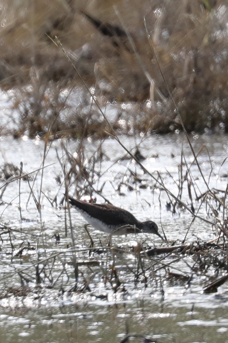 Solitary Sandpiper - ML622051062