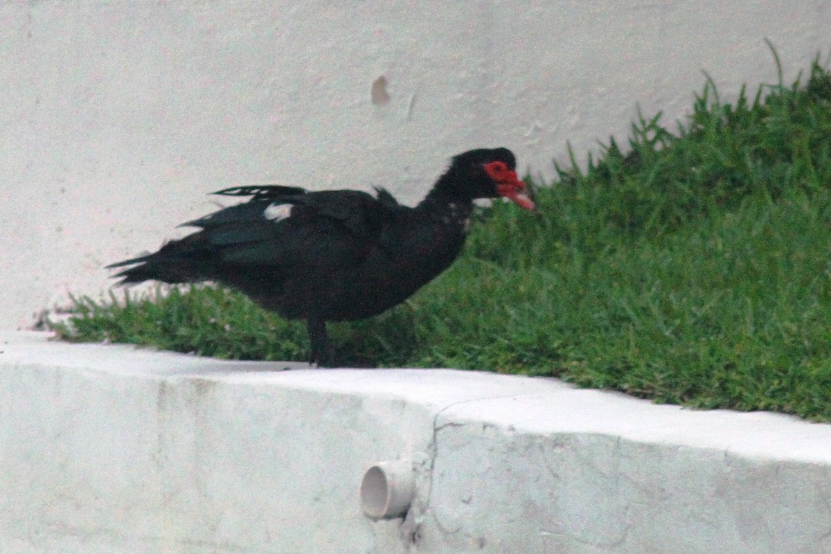 Muscovy Duck (Domestic type) - ML622051084