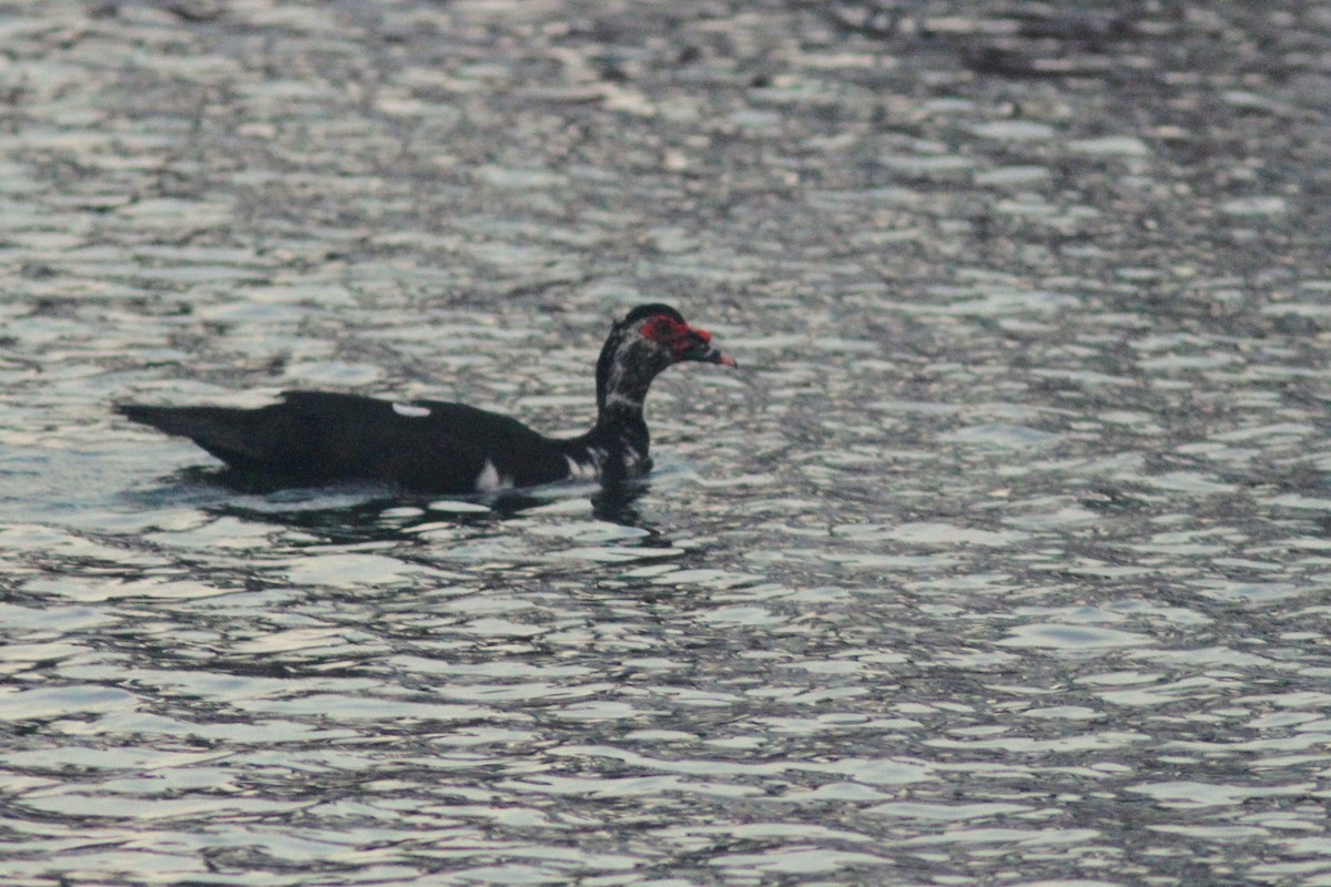 Muscovy Duck (Domestic type) - ML622051085