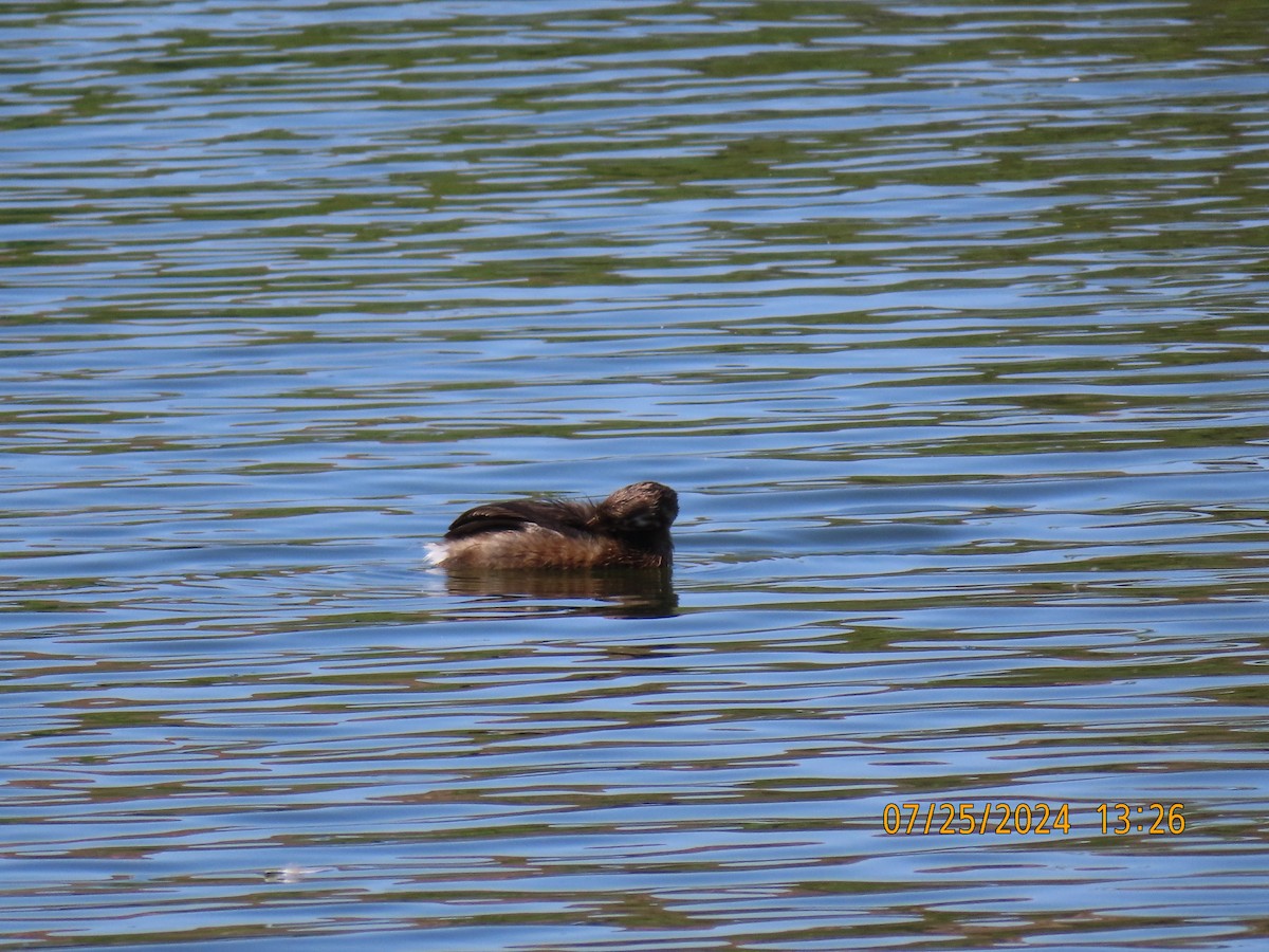 Pied-billed Grebe - ML622051089