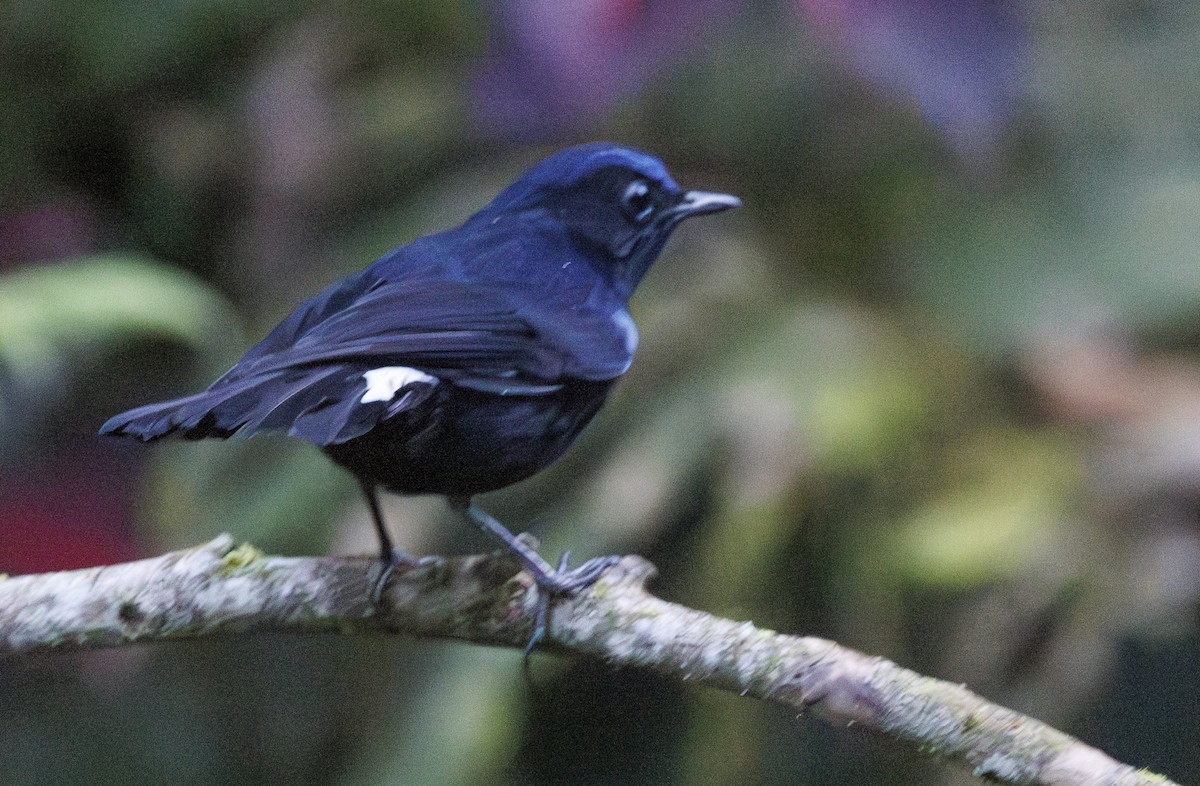 White-tailed Robin - Jason Vassallo