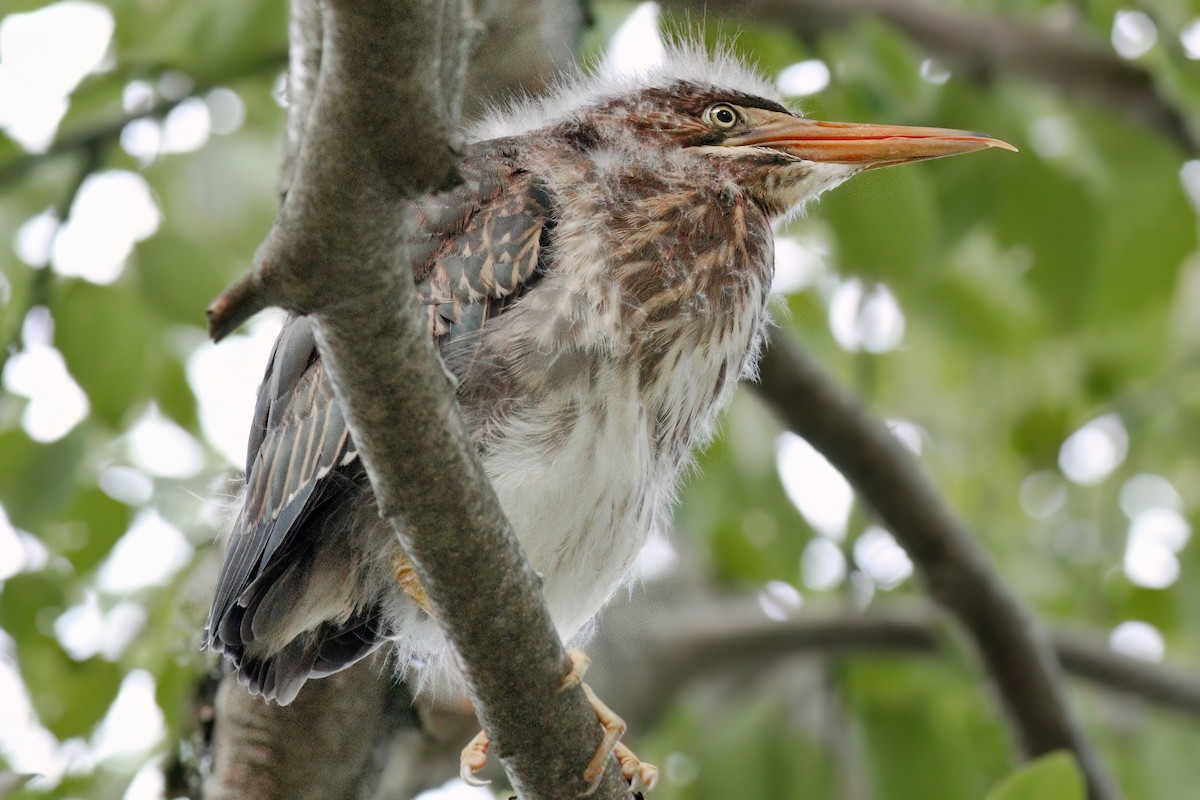 Green Heron - Gary Jarvis