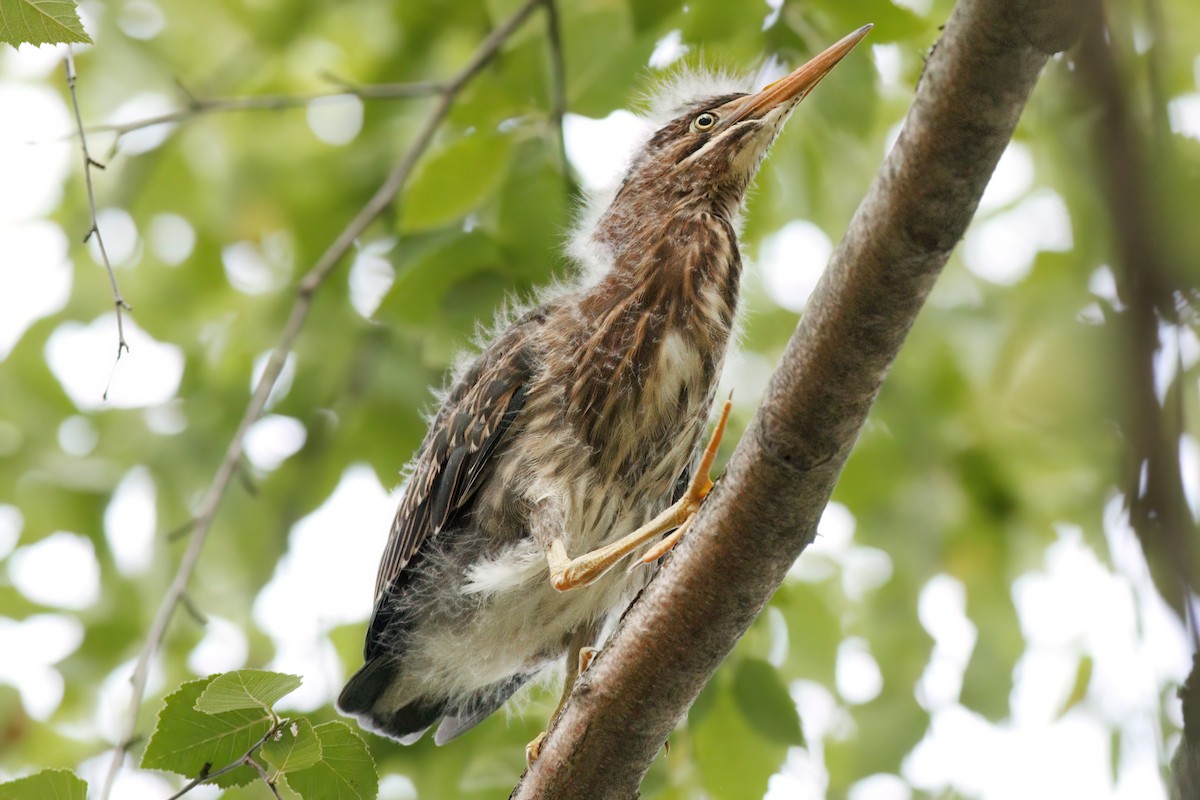 Green Heron - Gary Jarvis