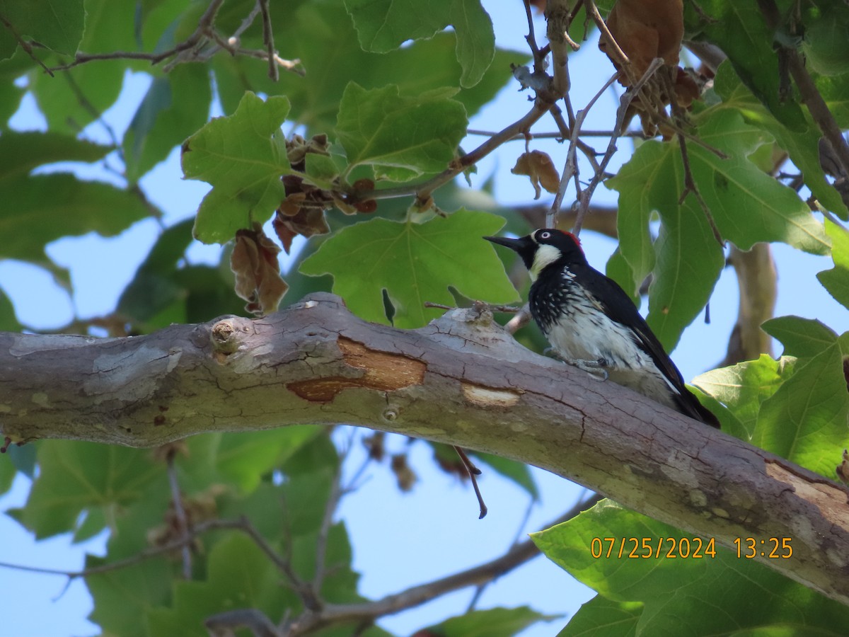 Acorn Woodpecker - Ed Wallace