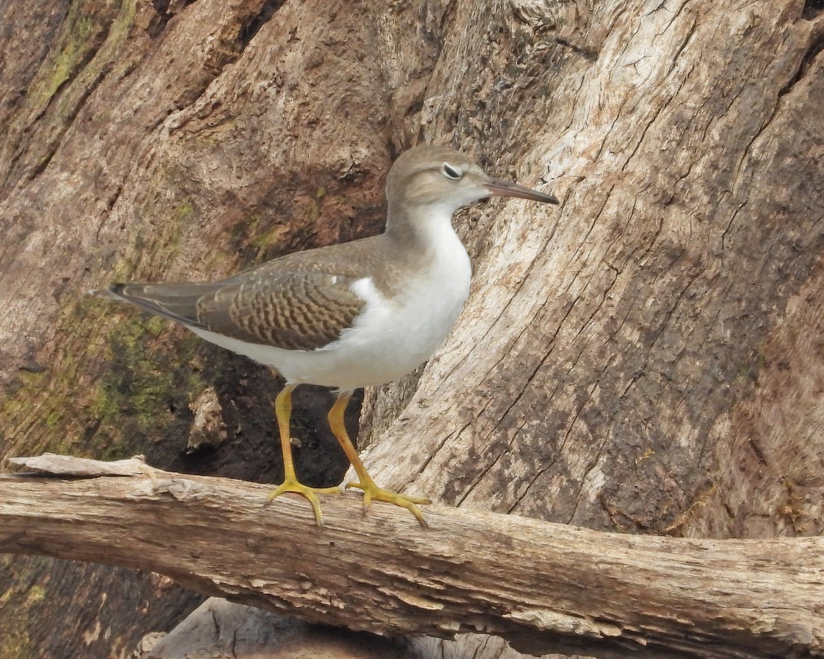 Spotted Sandpiper - ML622051118