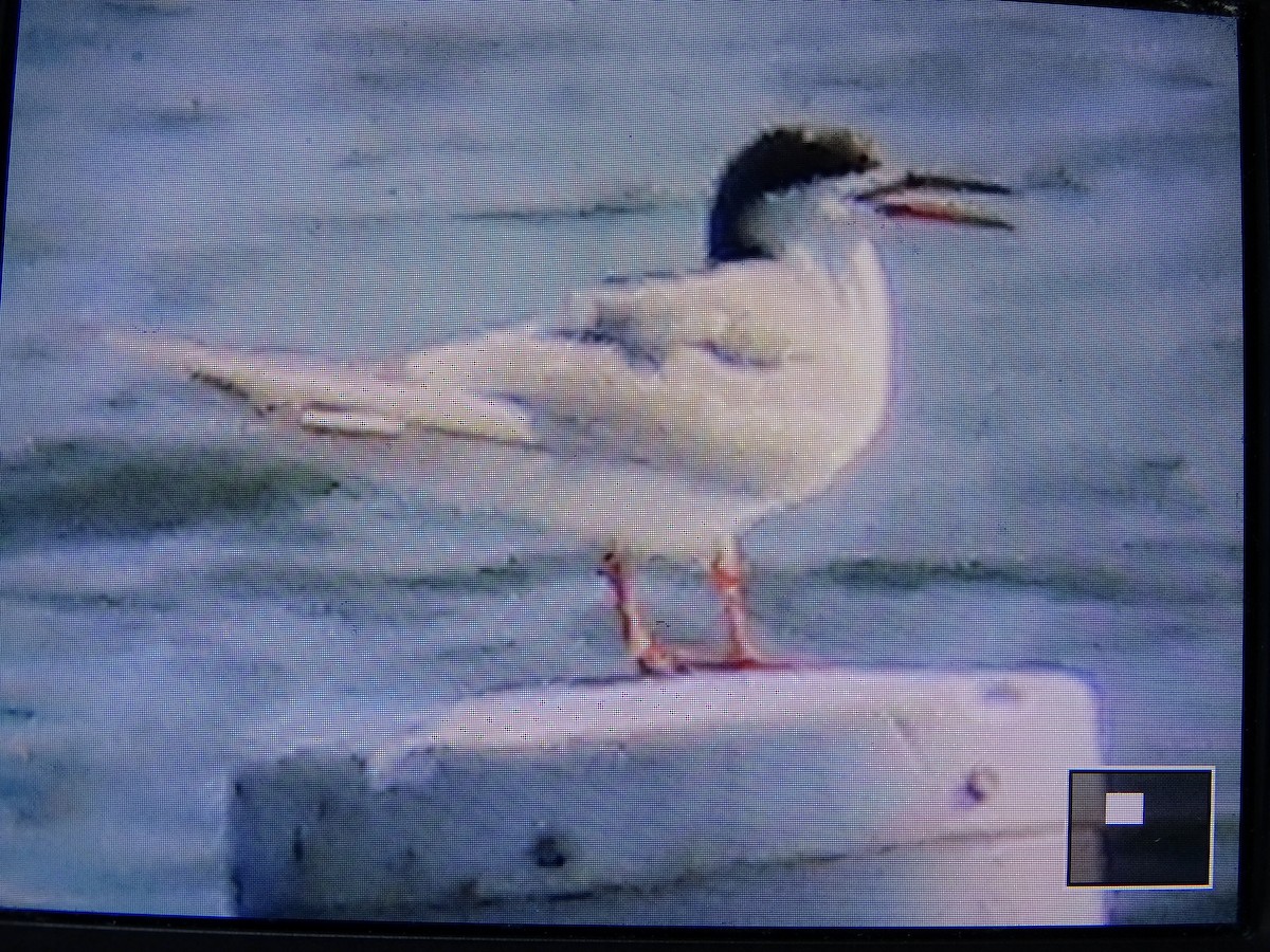 Forster's Tern - Rich  Rehrig