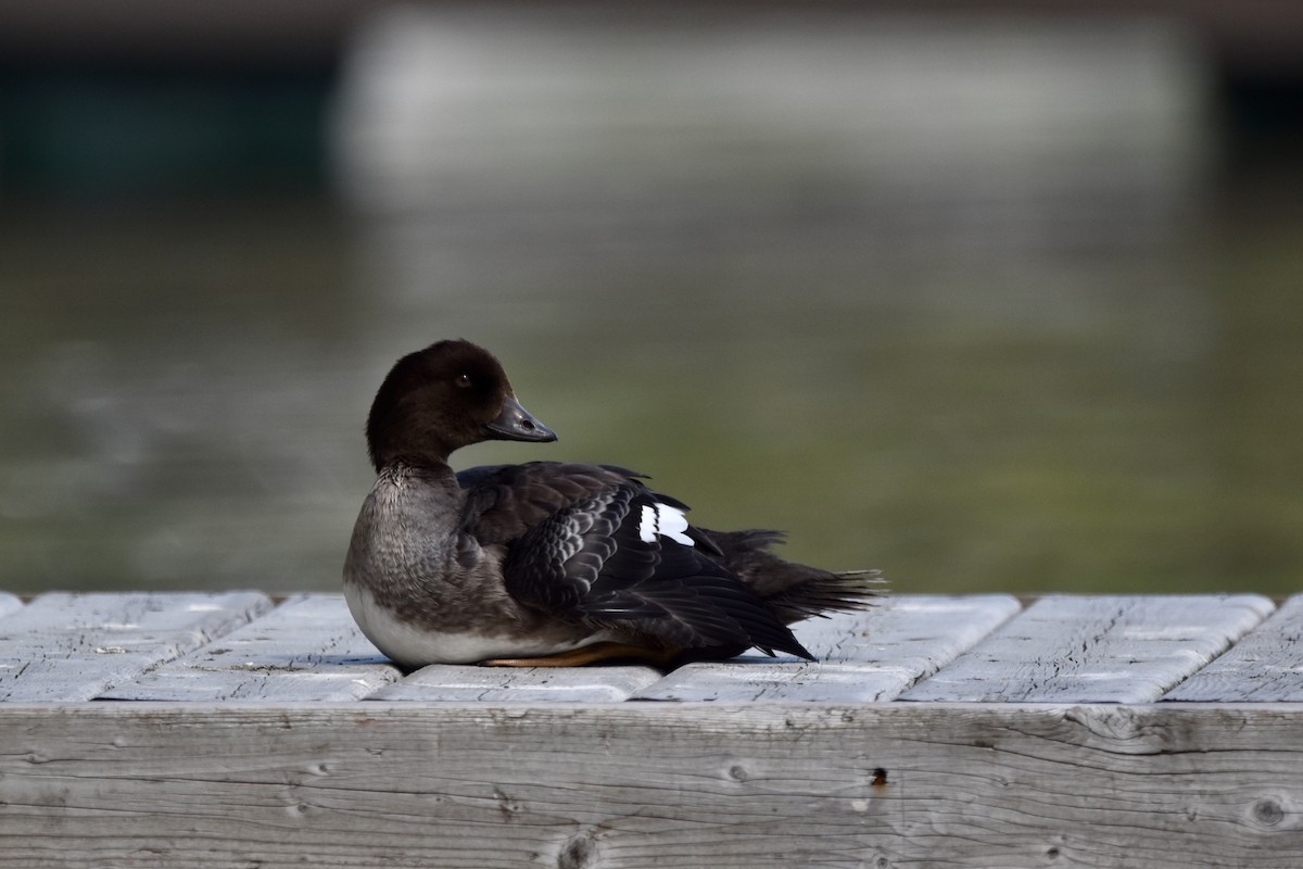 Common Goldeneye - Justin Konoff