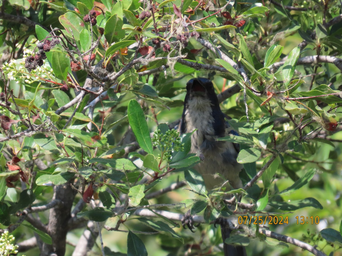 California Scrub-Jay - ML622051149