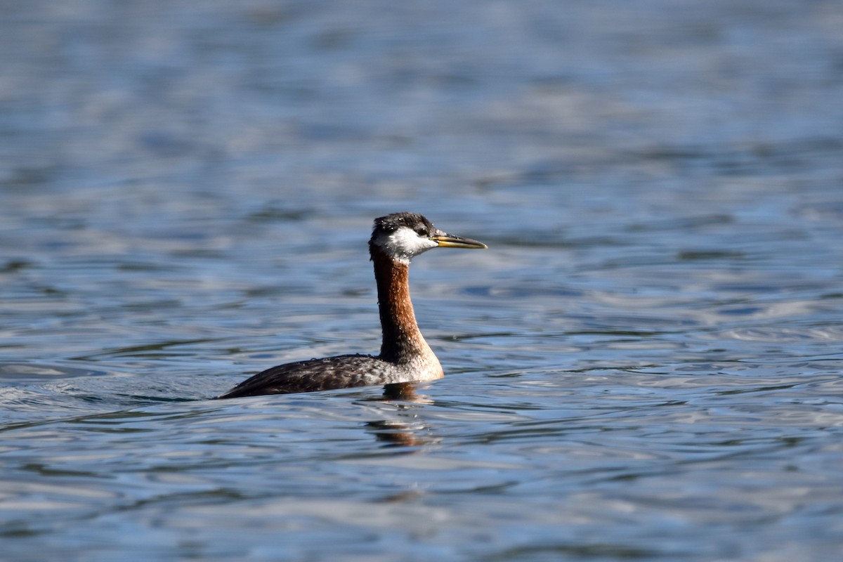 Red-necked Grebe - ML622051150
