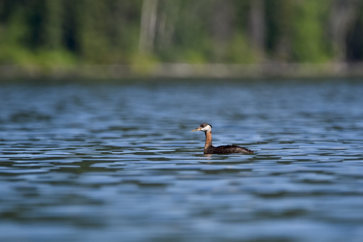 Red-necked Grebe - ML622051151