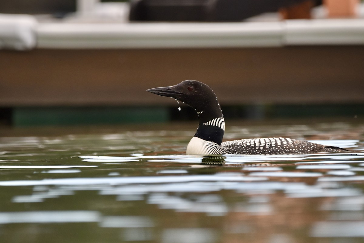 Common Loon - ML622051155