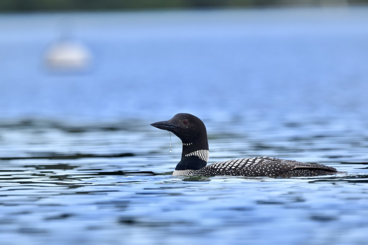 Common Loon - ML622051156