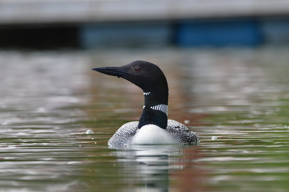 Common Loon - ML622051157